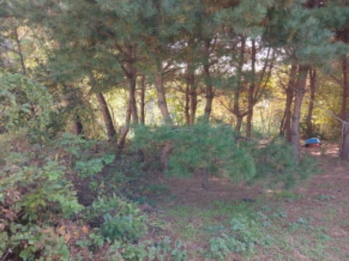 충청남도 당진시 석문면 통정리 348-9 임야 경매 사진 13