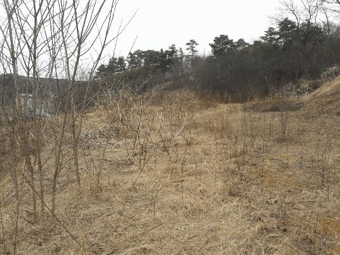 세종특별자치시 연서면 신대리 298-2 임야 경매 사진 7