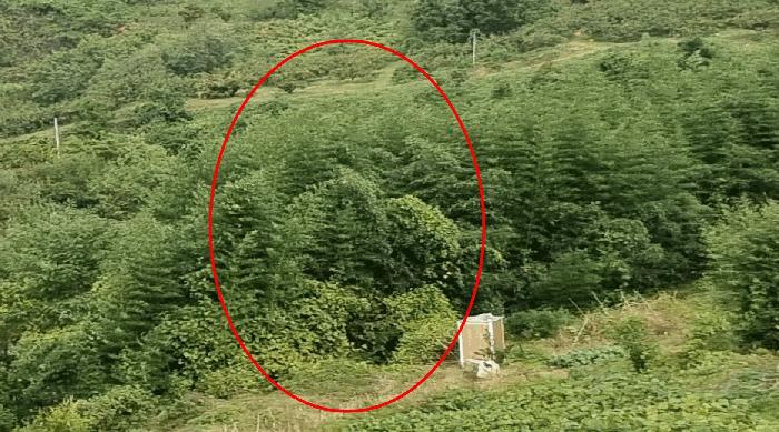 경상남도 김해시 한림면 금곡리 산35-4 임야 경매 사진 5