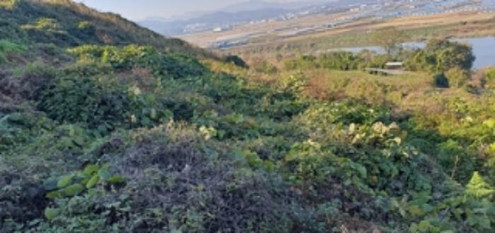 경상남도 김해시 한림면 금곡리 산35-4 임야 경매 사진 6