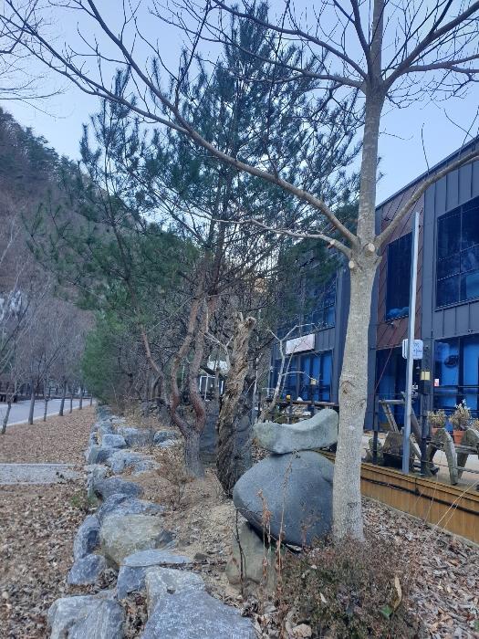 경상북도 청송군 주왕산면 내룡리 37-1 상가 경매 사진 6
