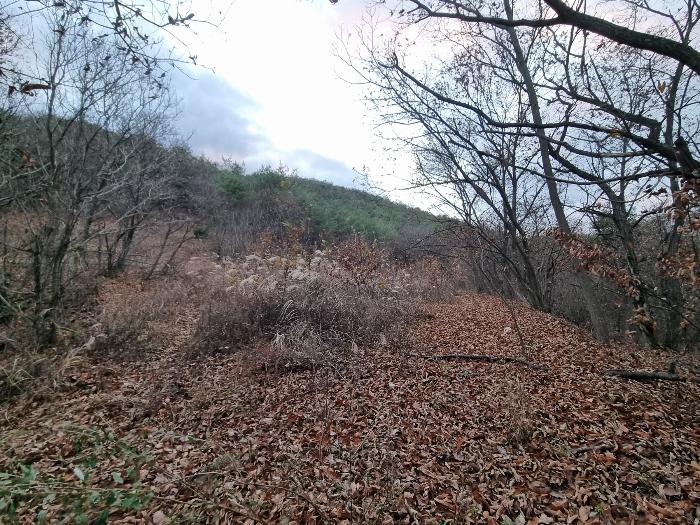 경상북도 의성군 점곡면 윤암리 336 전 경매 사진 12
