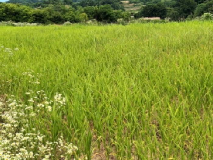 충청남도 금산군 금산읍 신대리 161 전 경매 사진 22