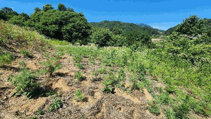 충청남도 금산군 금산읍 신대리 161 전 경매 사진 8