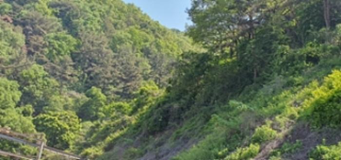 경상남도 김해시 한림면 안곡리 624-11 임야 경매 사진 25