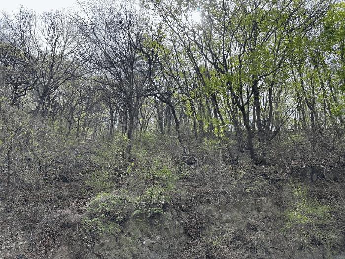 경상남도 김해시 한림면 안곡리 624-11 임야 경매 사진 8