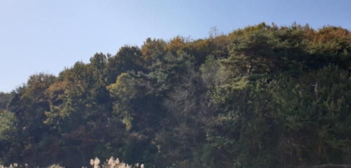 경기도 안산시 단원구 대부동동 산107-6 임야 경매 사진 13