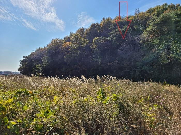 경기도 안산시 단원구 대부동동 산107-6 임야 경매 사진 2