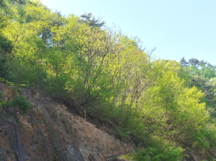 충청남도 금산군 복수면 신대리 68-23 임야 경매 사진 11
