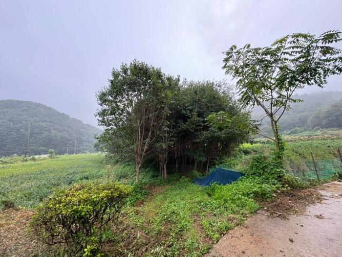 충청남도 공주시 태봉동 335 전 경매 사진 3