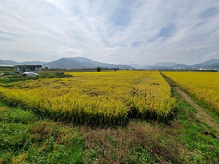 경상남도 창원시 의창구 북면 신촌리 1502-8 답 경매 사진 6