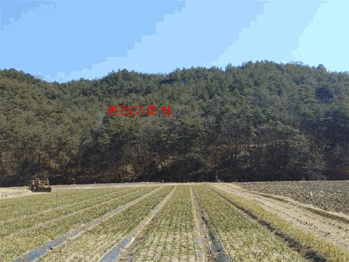 경상남도 합천군 합천읍 용계리 산95 임야 경매 사진 1