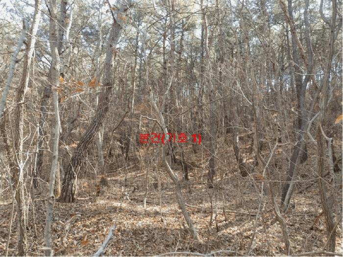 경상남도 합천군 합천읍 용계리 산95 임야 경매 사진 2