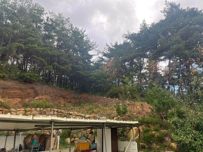 강원특별자치도 강릉시 강동면 임곡리 산99 임야 경매 사진 2