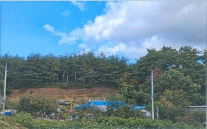 강원특별자치도 강릉시 구정면 제비리 산168 임야 경매 사진 9