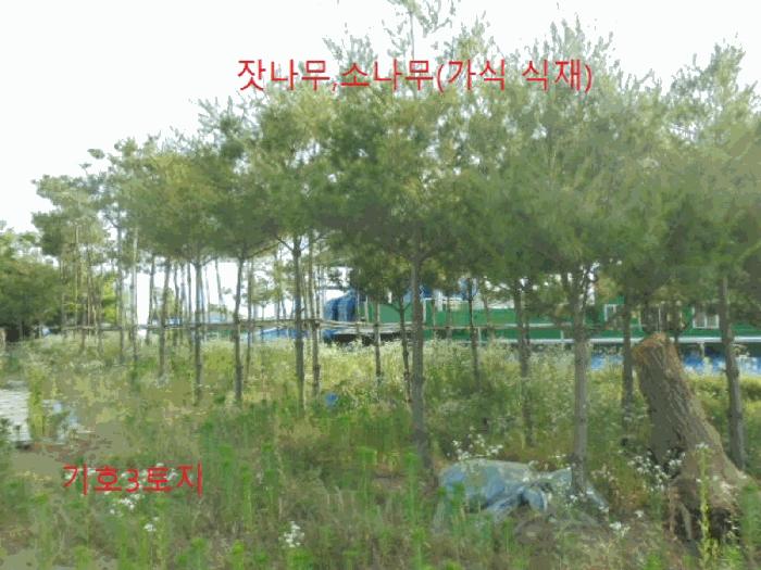 충청북도 음성군 대소면 성본리 483 답 경매 사진 3