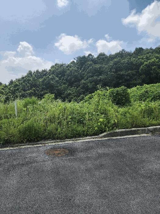 충청북도 음성군 감곡면 상우리 산28-51 임야 경매 사진 9