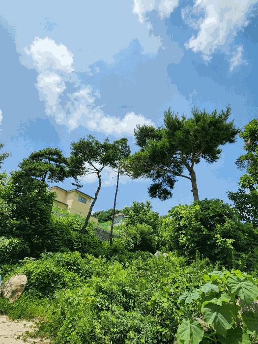 충청북도 음성군 감곡면 상우리 산28-55 임야 경매 사진 17