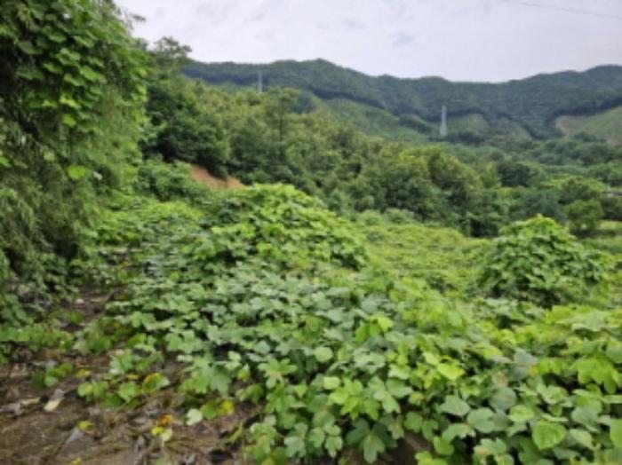 충청북도 음성군 감곡면 상우리 산28-64 임야 경매 사진 33