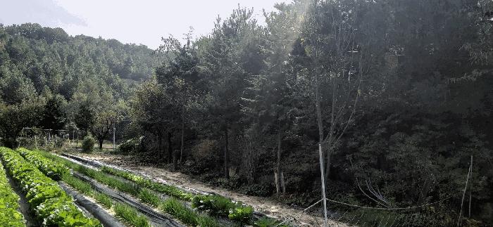 충청북도 충주시 노은면 법동리 413-1 주택 경매 사진 23