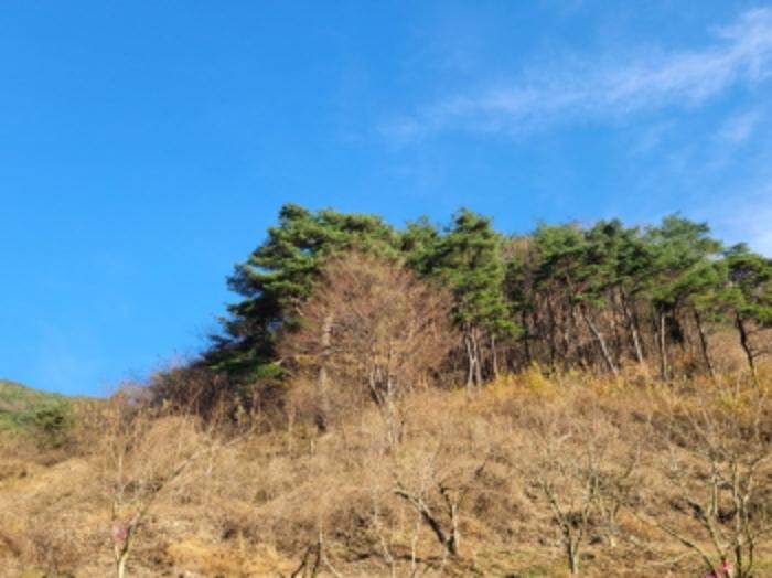 경상남도 산청군 신안면 외송리 산71-7 임야 경매 사진 12
