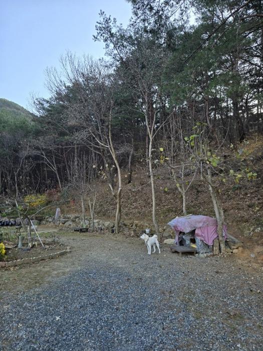 경상남도 산청군 신안면 외송리 산71-7 임야 경매 사진 5