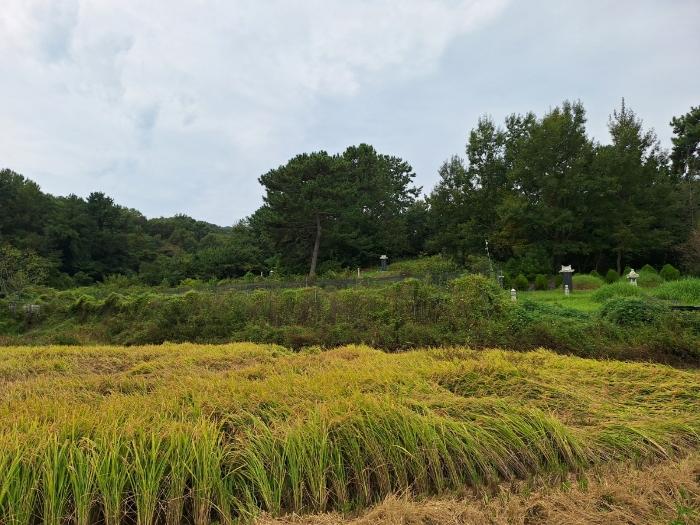 전라남도 고흥군 도양읍 관리 1451 주택 경매 사진 1