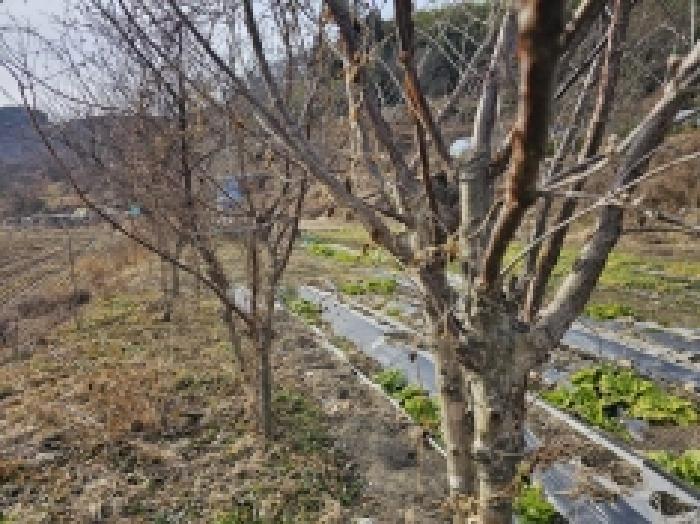 전라남도 구례군 산동면 원달리 289 답 경매 사진 6