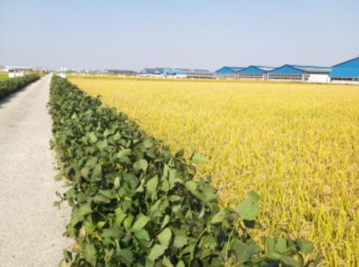 경기도 평택시 오성면 창내리 539-15 답 경매 사진 4