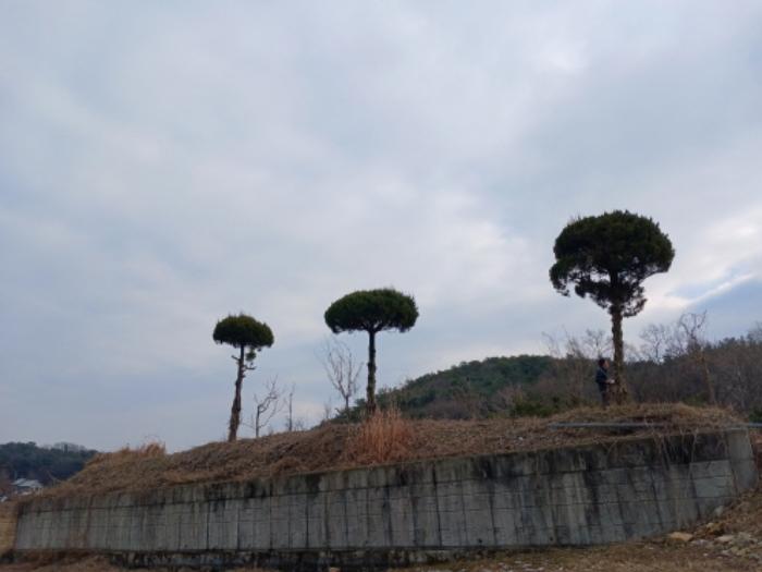 충청남도 당진시 대호지면 장정리 380-1 임야 경매 사진 3
