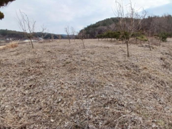 충청남도 당진시 대호지면 장정리 380-1 임야 경매 사진 4
