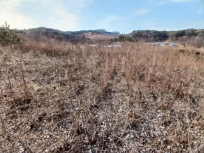 충청남도 당진시 대호지면 장정리 380-1 임야 경매 사진 8