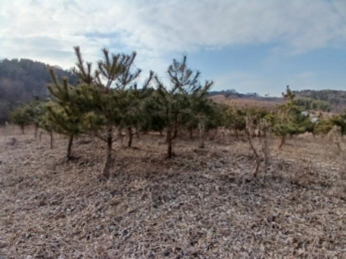충청남도 당진시 대호지면 장정리 380-1 임야 경매 사진 9