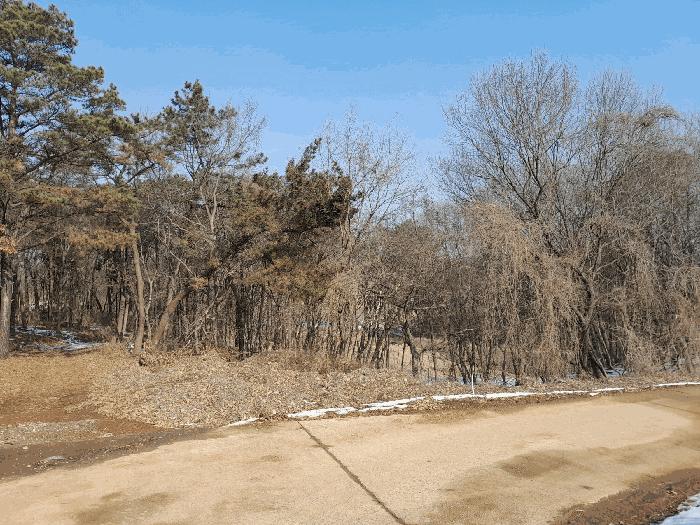 충청남도 당진시 송악읍 복운리 98-1 임야 경매 사진 4