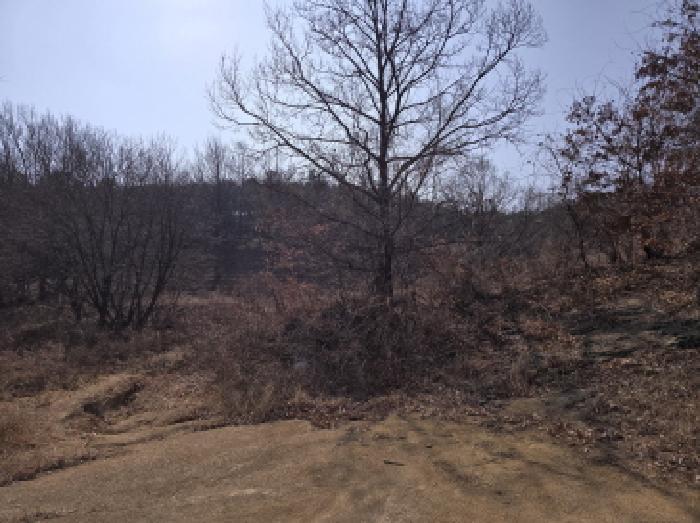 경상북도 영천시 북안면 신리리 산2 임야 경매 사진 6