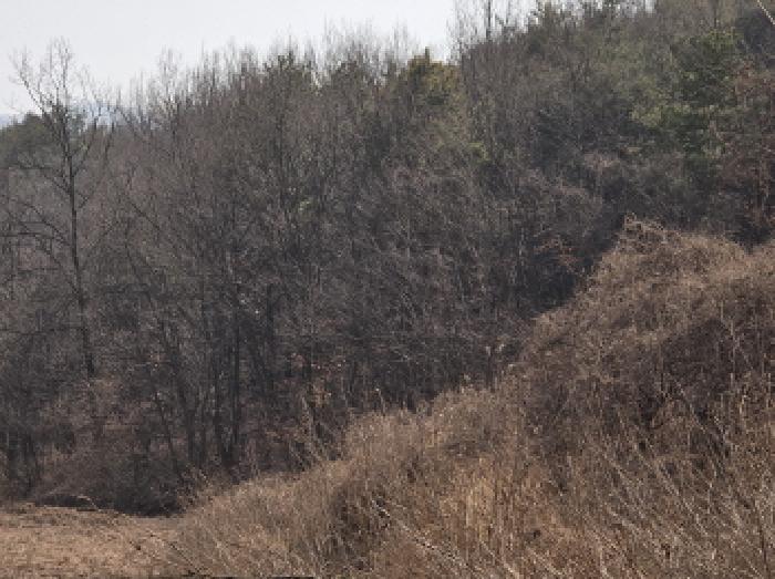 경상북도 영천시 북안면 신리리 산2 임야 경매 사진 8