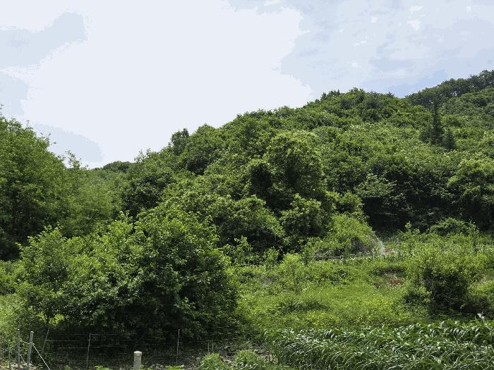충청북도 괴산군 소수면 고마리 산48-4 임야 경매 사진 4