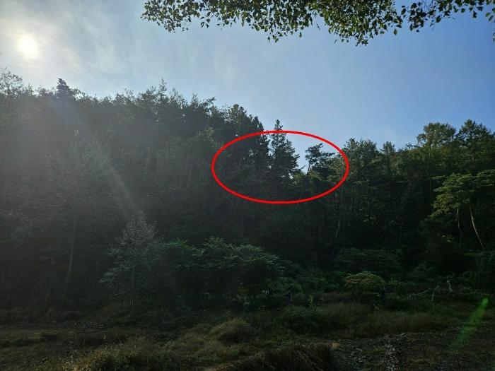 울산광역시 울주군 두동면 봉계리 산177-1 임야 경매 사진 2