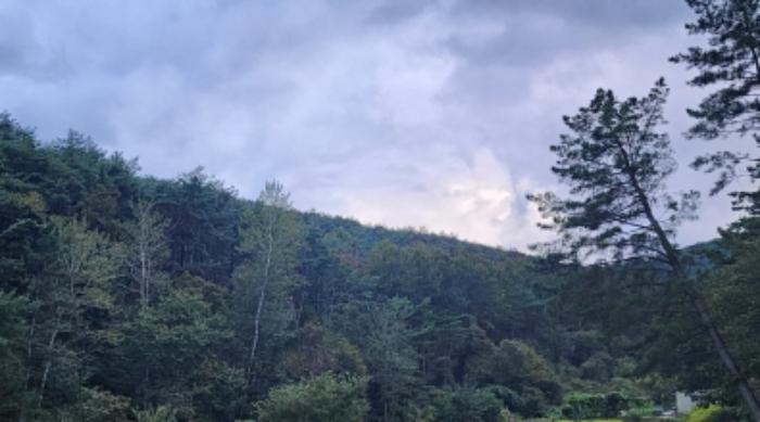 울산광역시 울주군 두동면 봉계리 산177-1 임야 경매 사진 3