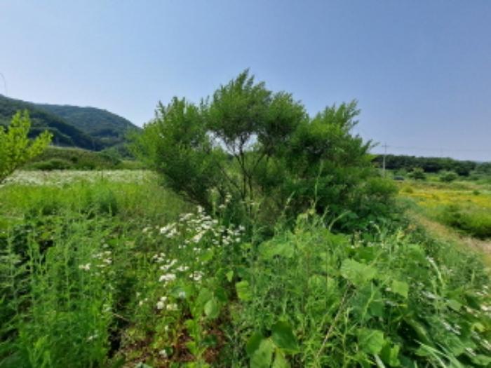 충청남도 서산시 운산면 고산리 423-21 임야 경매 사진 11