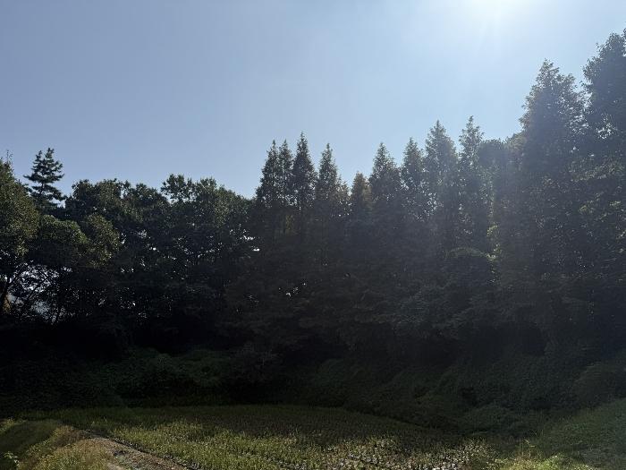 충청남도 서산시 팔봉면 금학리 388 전 경매 사진 3