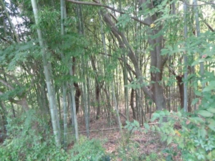 충청남도 서산시 팔봉면 금학리 388 전 경매 사진 54