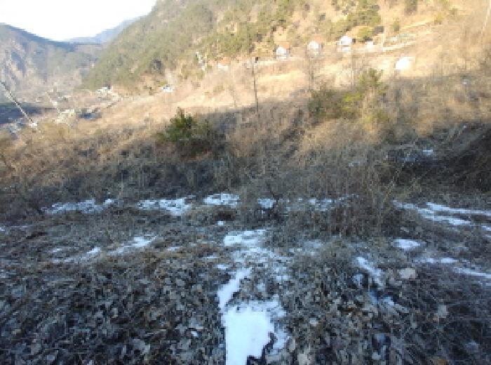 충청남도 금산군 제원면 천내리 196-38 임야 경매 사진 72