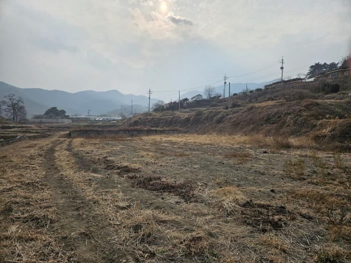 경상북도 영천시 북안면 상리 305 답 경매 사진 5