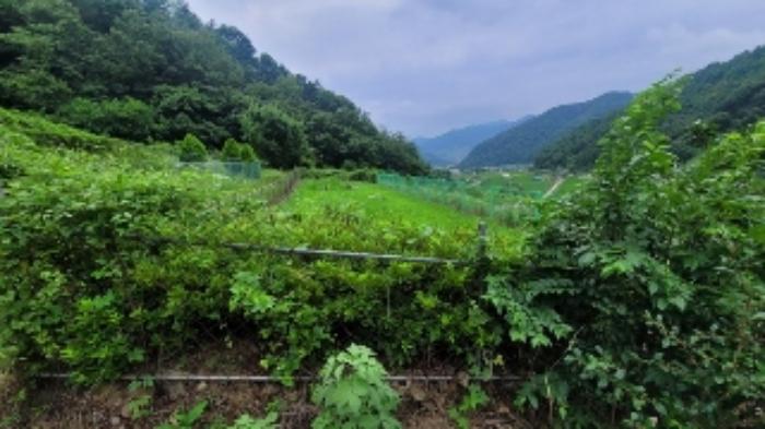경상남도 의령군 가례면 운암리 687 임야 경매 사진 18