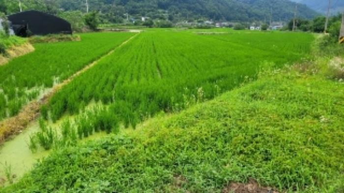 경상남도 의령군 가례면 운암리 984 답 경매 사진 16