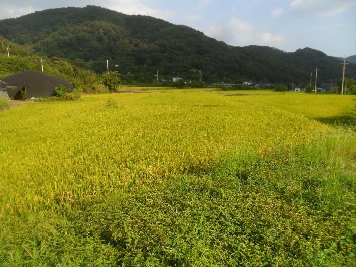 경상남도 의령군 가례면 운암리 984 답 경매 사진 5