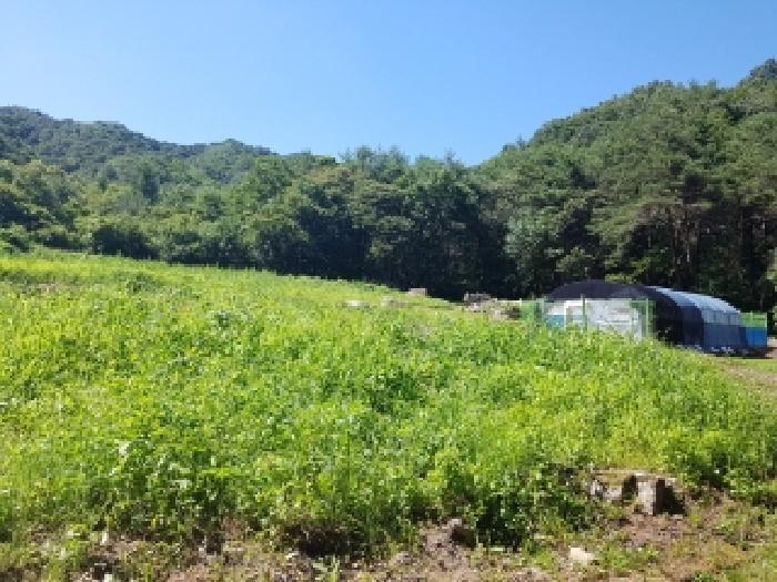 강원특별자치도 홍천군 내촌면 물걸리 1577 전 경매 사진 14