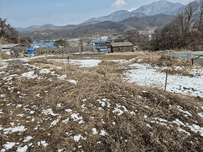 충청북도 음성군 생극면 오생리 644-2 답 경매 사진 9