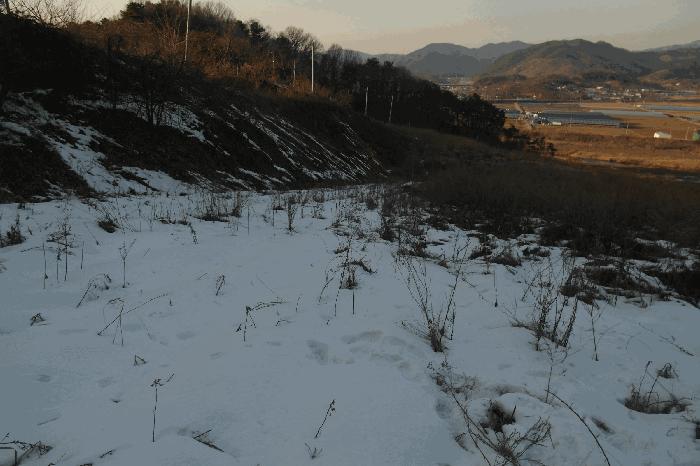 충청남도 부여군 규암면 신성리 526-1 전 경매 사진 13